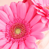 Anovulatory cycle: what it means when you do not ovulate