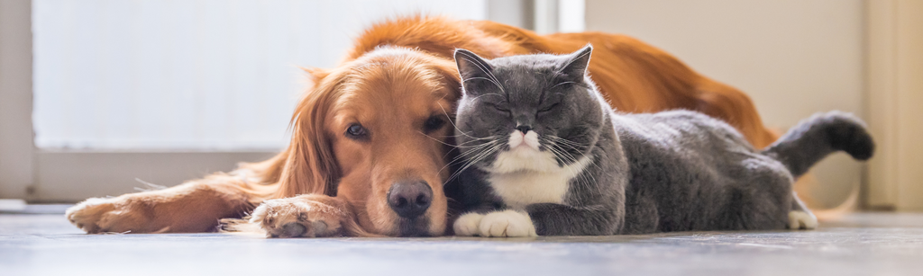 Cat and dog allergy