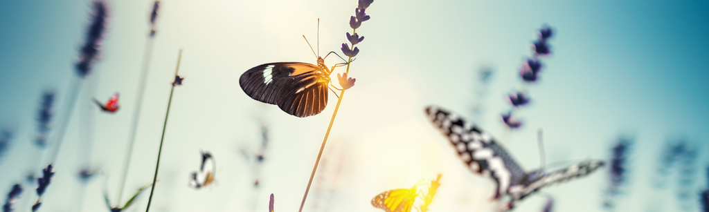 Hashimoto’s Disease: An Autoimmune Thyroid Disorder