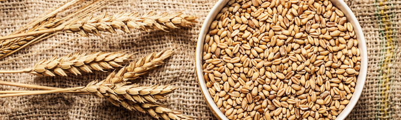 What is a wheat allergy? Learn more here