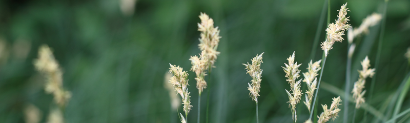Wat is grasallergie?
